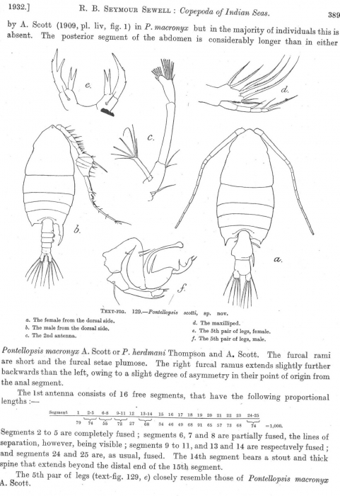 P. scotti 