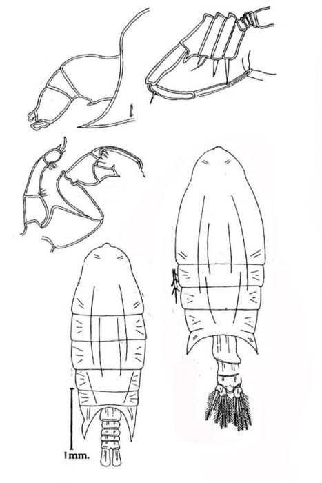 P. sinuata P. sinuata