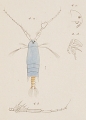 Crustacea (crustaceans)