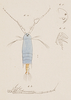 P. strenua P. strenua