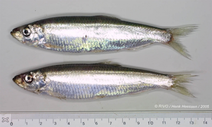 Sprattus sprattus (Linnaeus, 1758) Sprattus sprattus (Linnaeus, 1758)