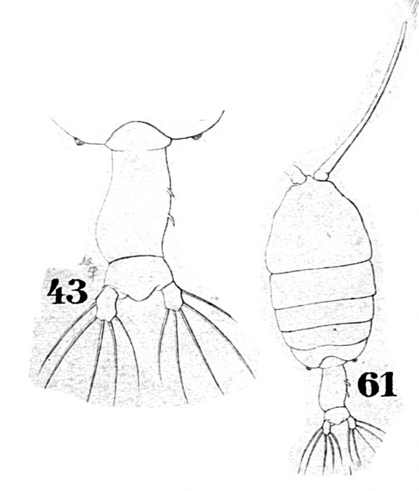 P. tenuicauda P. tenuicauda