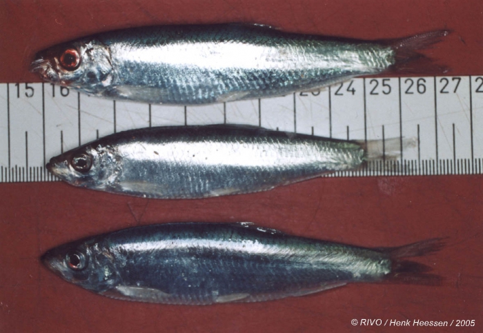 Sprattus sprattus (Linnaeus, 1758) Sprattus sprattus (Linnaeus, 1758)