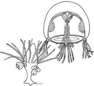 Australomedusa bayli, medusa and polyp