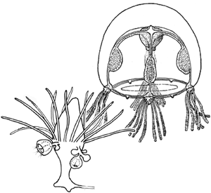 Australomedusa bayli, medusa and polyp Australomedusa bayli, medusa and polyp