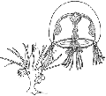 Hydrozoa (hydroids)