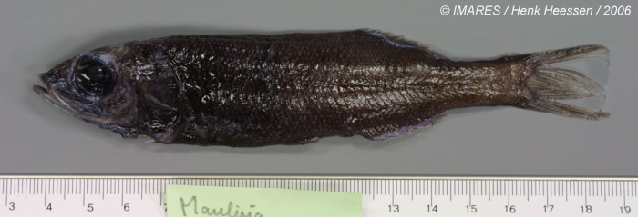 Maulisia microlepis Sazonov & Golovan, 1976 