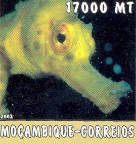 Hippocampus sp. Hippocampus sp.