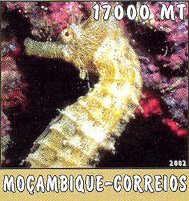 Hippocampus sp. Hippocampus sp.