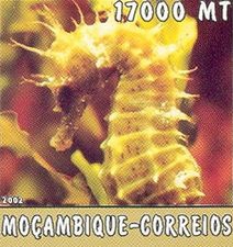 Hippocampus sp. Hippocampus sp.