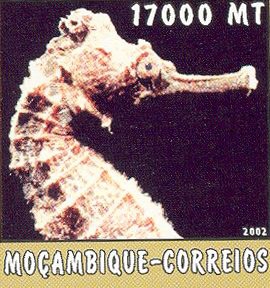 Hippocampus sp. Hippocampus sp.