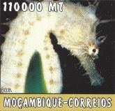 Hippocampus sp. Hippocampus sp.
