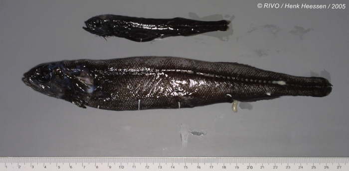 Sagamichthys schnakenbecki (Krefft, 1953) Sagamichthys schnakenbecki (Krefft, 1953)