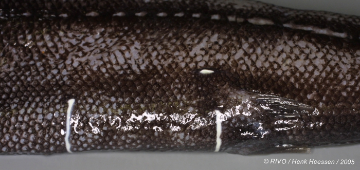 Sagamichthys schnakenbecki (Krefft, 1953) Sagamichthys schnakenbecki (Krefft, 1953)