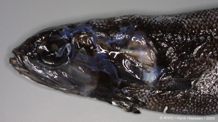 Sagamichthys schnakenbecki (Krefft, 1953) Sagamichthys schnakenbecki (Krefft, 1953)