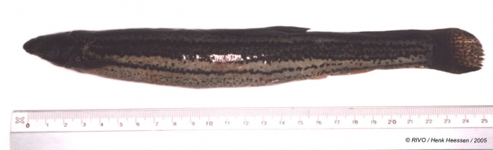 Misgurnus fossilis (Linnaeus 1758) Misgurnus fossilis (Linnaeus 1758)