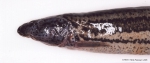 Misgurnus fossilis (Linnaeus 1758)