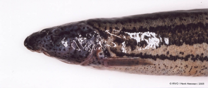 Misgurnus fossilis (Linnaeus 1758) Misgurnus fossilis (Linnaeus 1758)