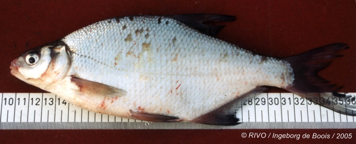 Abramis brama (Linnaeus, 1758) Abramis brama (Linnaeus, 1758)