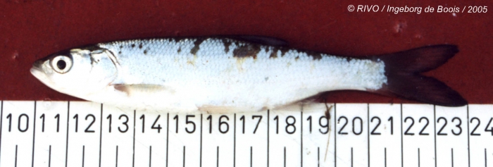 Alburnus alburnus (Linnaeus, 1758) Alburnus alburnus (Linnaeus, 1758)