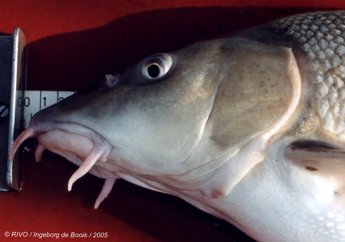 Barbus barbus (Linnaeus, 1758) Barbus barbus (Linnaeus, 1758)
