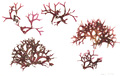 Rhodophyta (red algae)