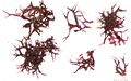 Rhodophyta (red algae)