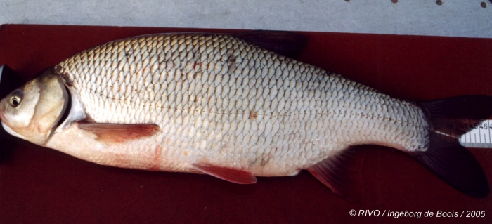 Leuciscus idus (Linnaeus, 1758) Leuciscus idus (Linnaeus, 1758)