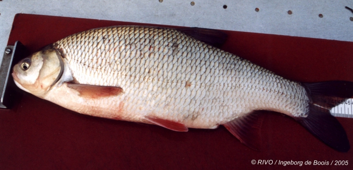 Leuciscus idus (Linnaeus, 1758) Leuciscus idus (Linnaeus, 1758)