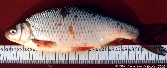 Leuciscus idus (Linnaeus, 1758) Leuciscus idus (Linnaeus, 1758)