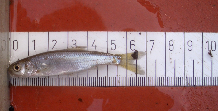 Leuciscus leuciscus (Linnaeus, 1758) Leuciscus leuciscus (Linnaeus, 1758)