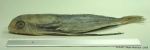 Dactylopterus volitans (Linnaeus, 1758)