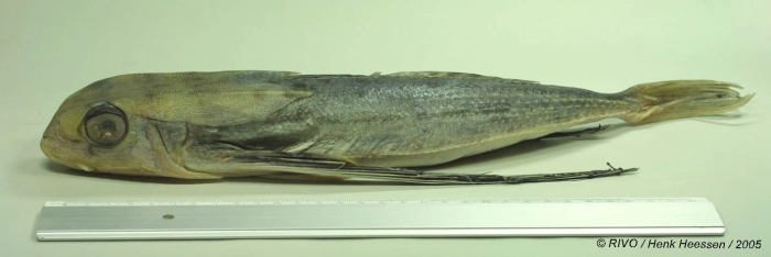 Dactylopterus volitans (Linnaeus, 1758) Dactylopterus volitans (Linnaeus, 1758)