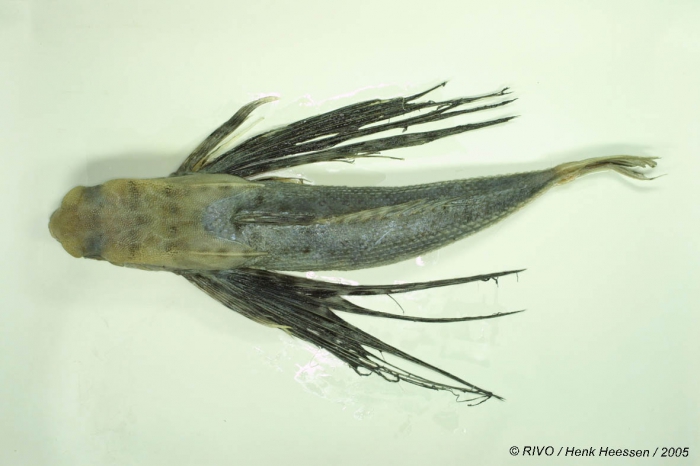 Dactylopterus volitans (Linnaeus, 1758) Dactylopterus volitans (Linnaeus, 1758)