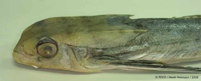 Dactylopterus volitans (Linnaeus, 1758) Dactylopterus volitans (Linnaeus, 1758)
