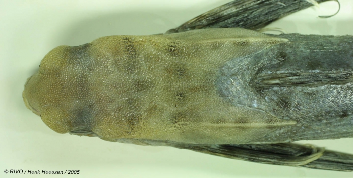 Dactylopterus volitans (Linnaeus, 1758) Dactylopterus volitans (Linnaeus, 1758)