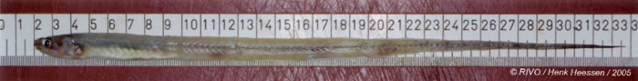 Echiodon drummondii Thompson, 1837 Echiodon drummondii Thompson, 1837