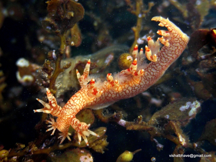 Bornella stellifer