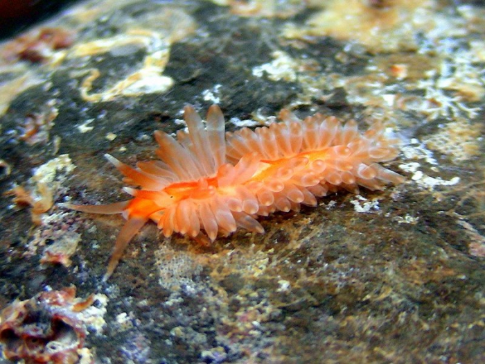 Anteaeolidiella indica