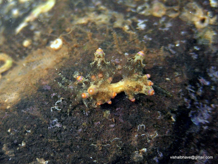 Eubranchus mandapamensis Eubranchus mandapamensis