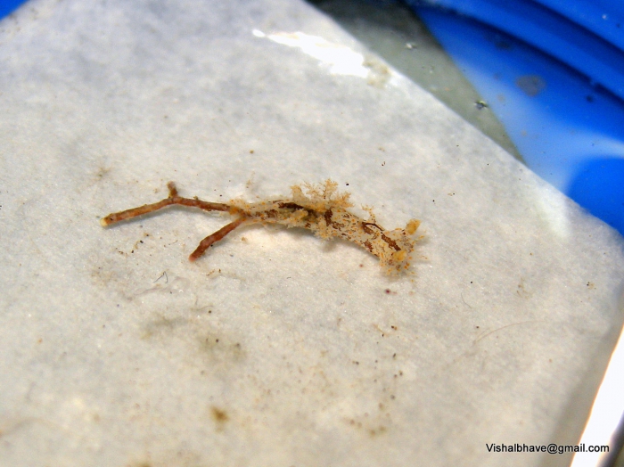 Plocamopherus ceylonicus Plocamopherus ceylonicus