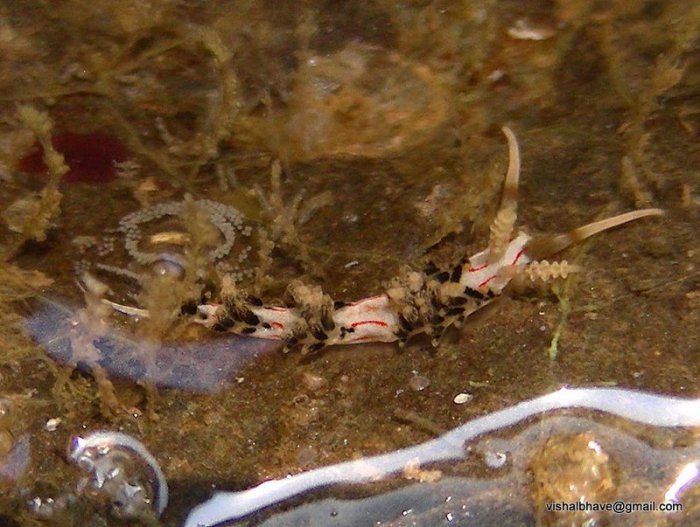 Phidiana anulifera Phidiana anulifera