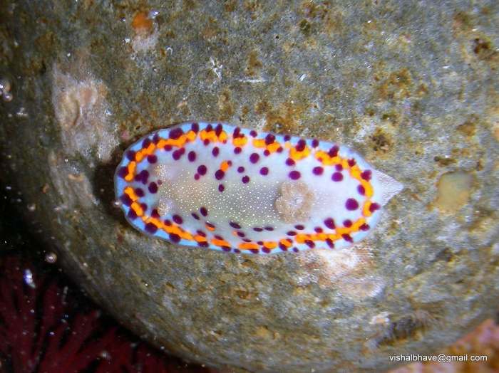 Chromodoris kitae