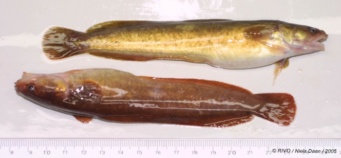 Ciliata mustela (Linnaeus, 1758) Ciliata mustela (Linnaeus, 1758)