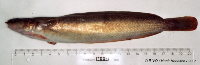Ciliata mustela (Linnaeus, 1758) Ciliata mustela (Linnaeus, 1758)