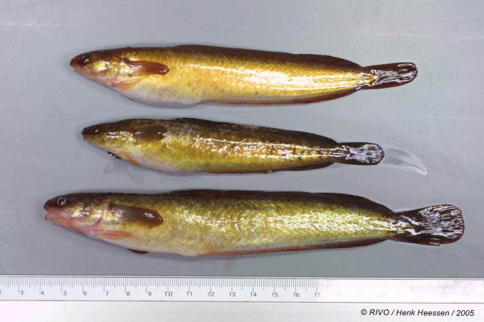 Ciliata mustela (Linnaeus, 1758) Ciliata mustela (Linnaeus, 1758)