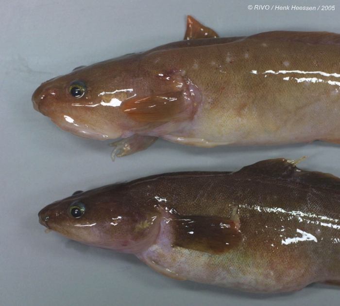 Ciliata septentrionalis (Collett, 1875) Ciliata septentrionalis (Collett, 1875)
