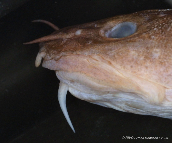 Ciliata septentrionalis (Collett, 1875) Ciliata septentrionalis (Collett, 1875)