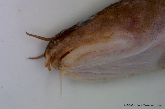 Ciliata septentrionalis (Collett, 1875) Ciliata septentrionalis (Collett, 1875)