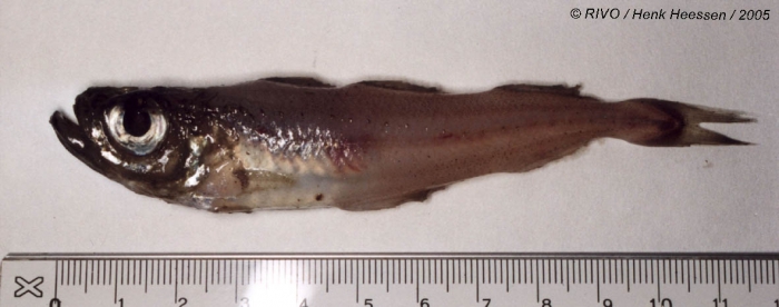 Gadiculus argenteus Guichenot, 1850 Gadiculus argenteus Guichenot, 1850